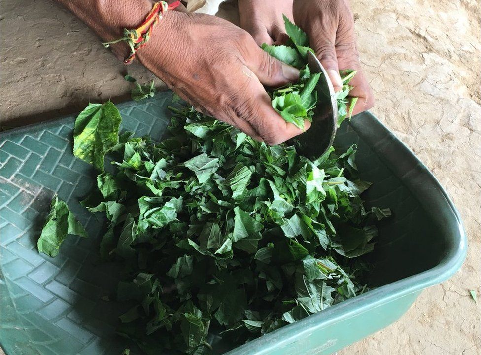 Manshu Damor chopping vegetables