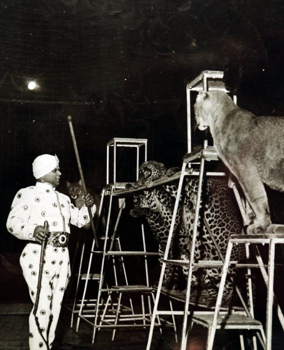 Damoo Dhotre performing with leopards