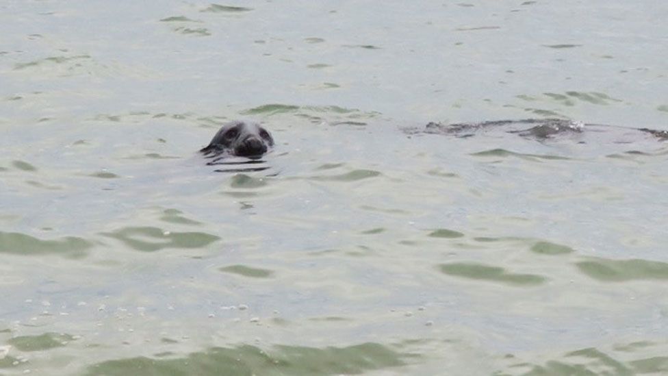 Photograph of a seal