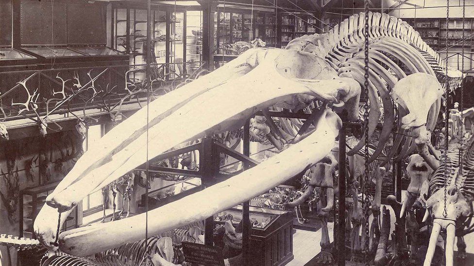 The Finback Whale skeleton hanging at Central Cricket Ground in Hastings 150 years ago.