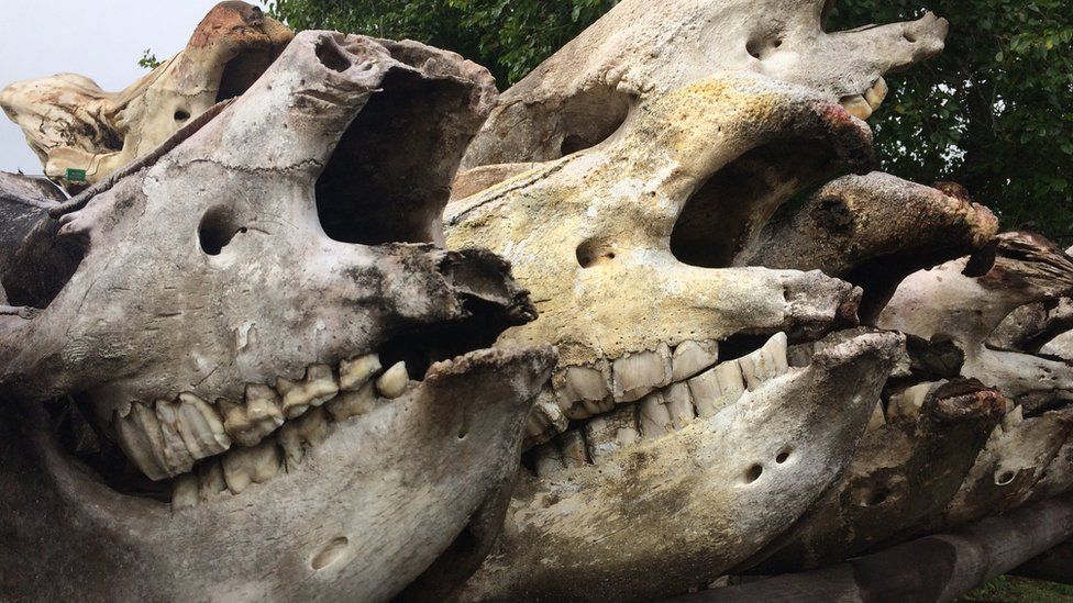 Rhino skulls in South Africa