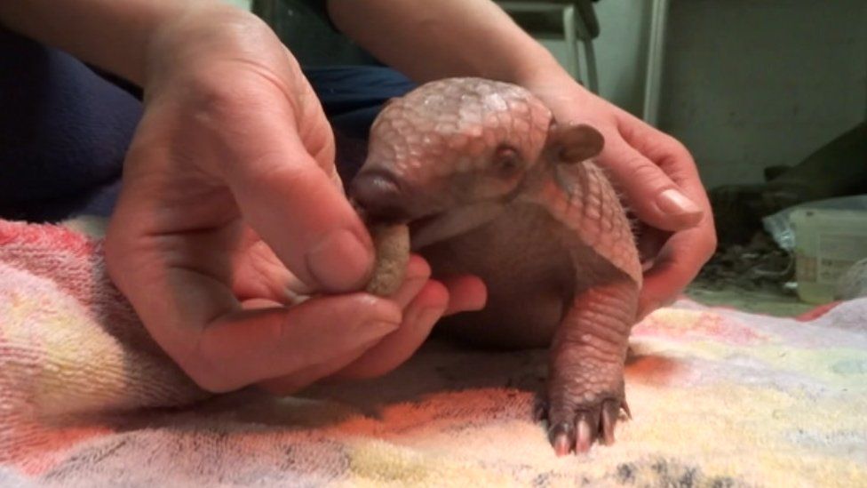 A baby armadillo being fed at Cotswold Wildlife Park