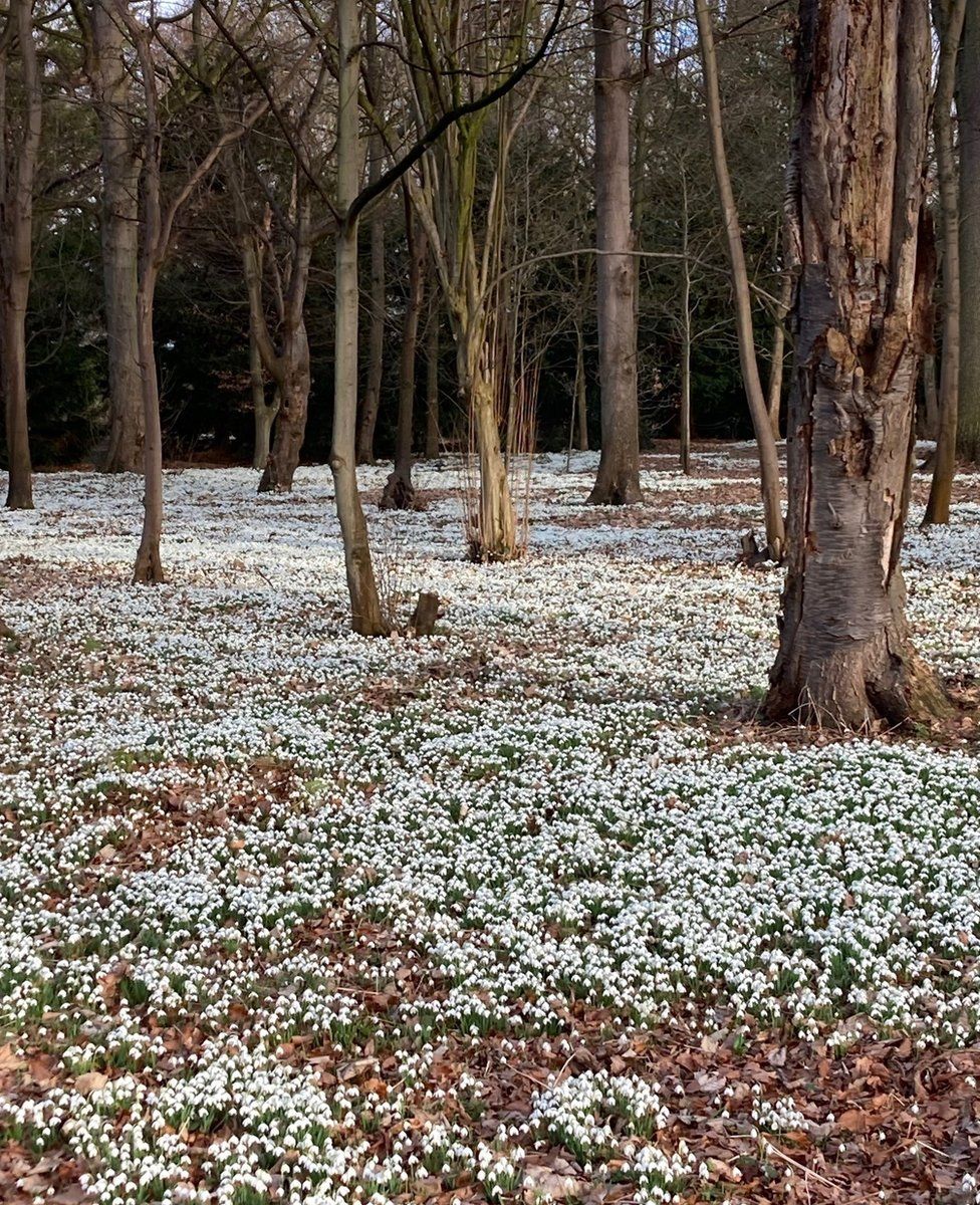 Snowdrops in bloom surrounded by trees in the grounds of Attingham Park in Shropshire