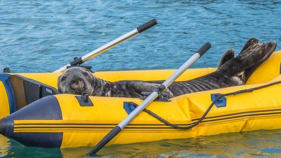 Seal in dinghy