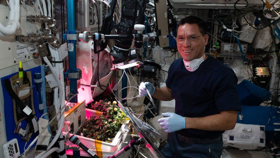 ISS: Astronauts Find Tomato That Was Lost In Space For 8 Months - BBC ...