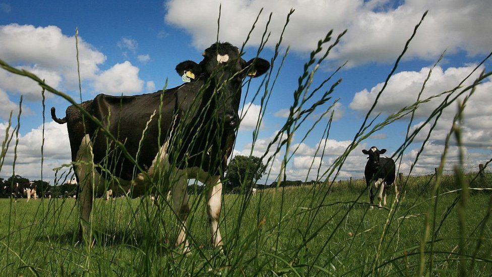 Cows in field