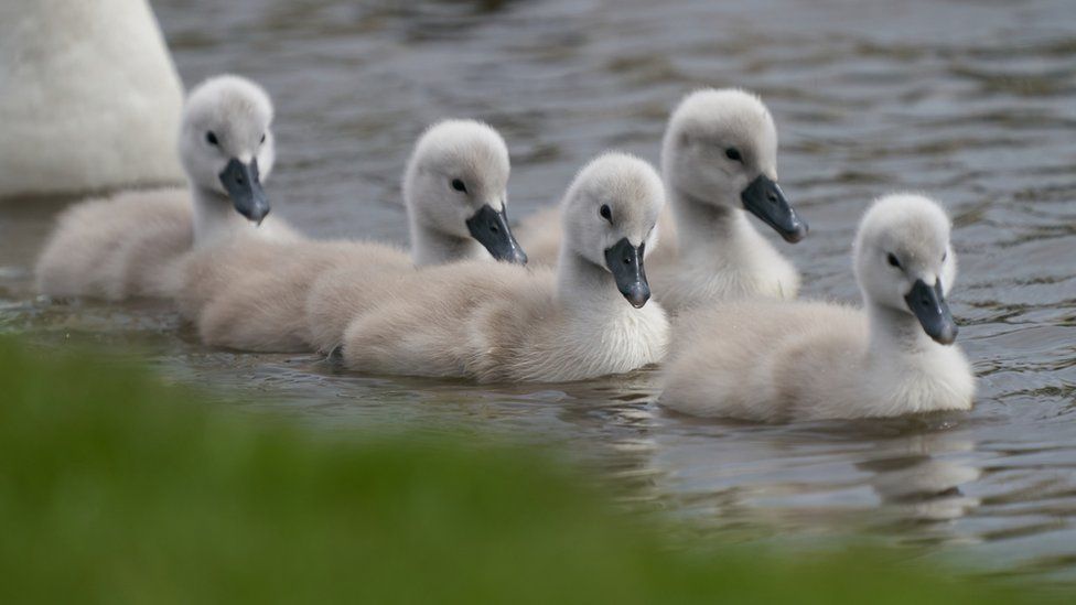 cygnets on the water
