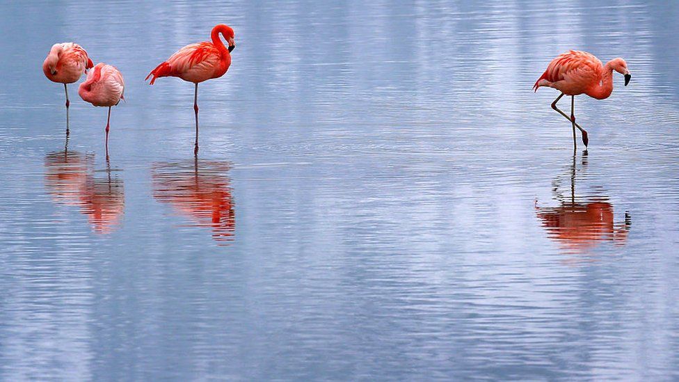 Flamingos standing on one leg
