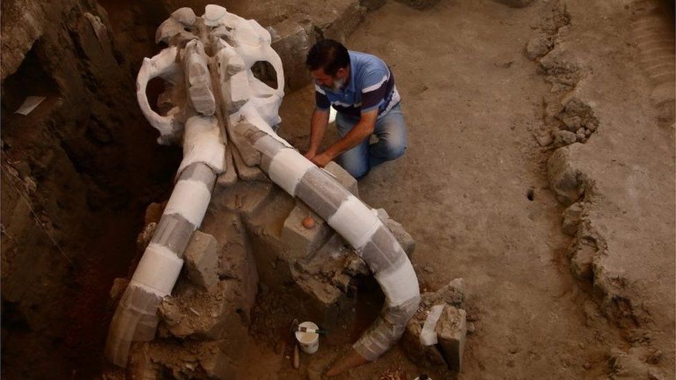 Mexican archaeologist Luis Cordoba works on parts of a skeleton of a mammoth discovered in December 2015 in Tultepec, Mexico