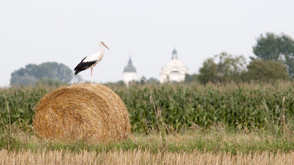 Storks in Poland