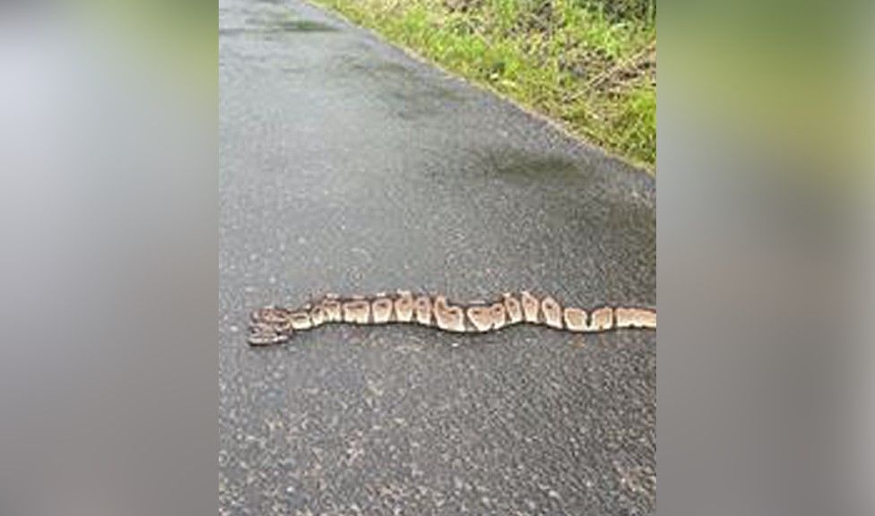 Snake on road