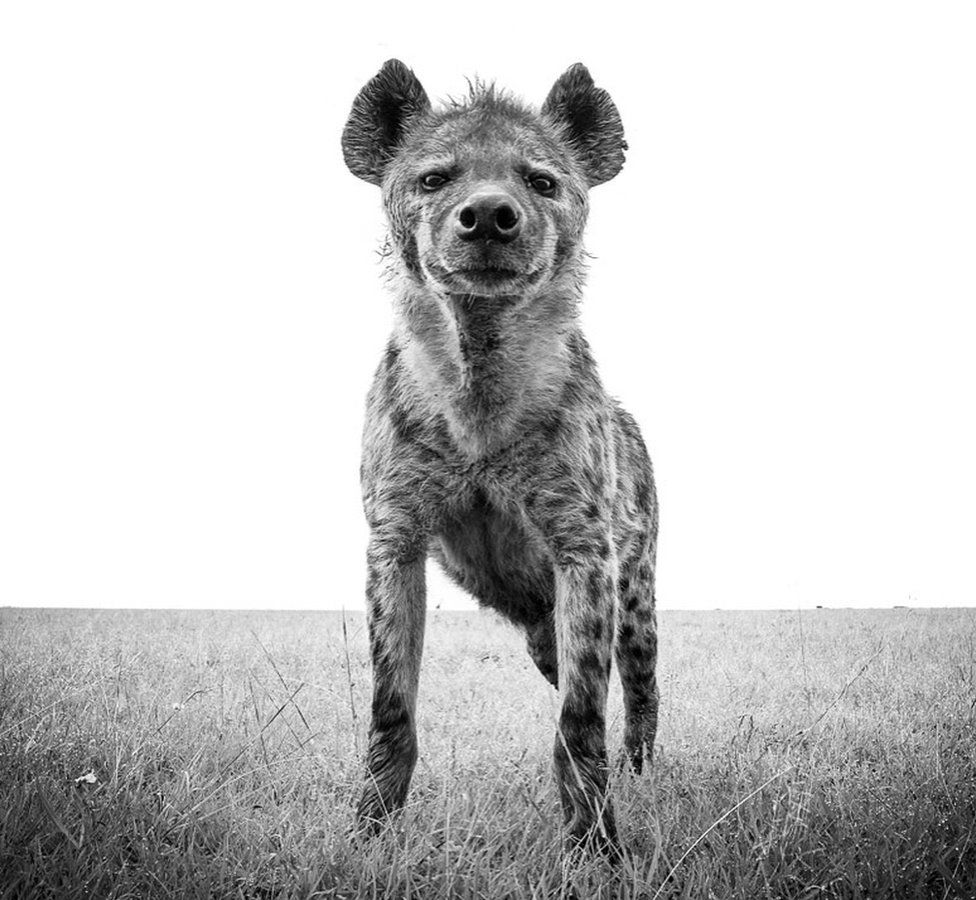 Hyena (c) Graeme Purdy