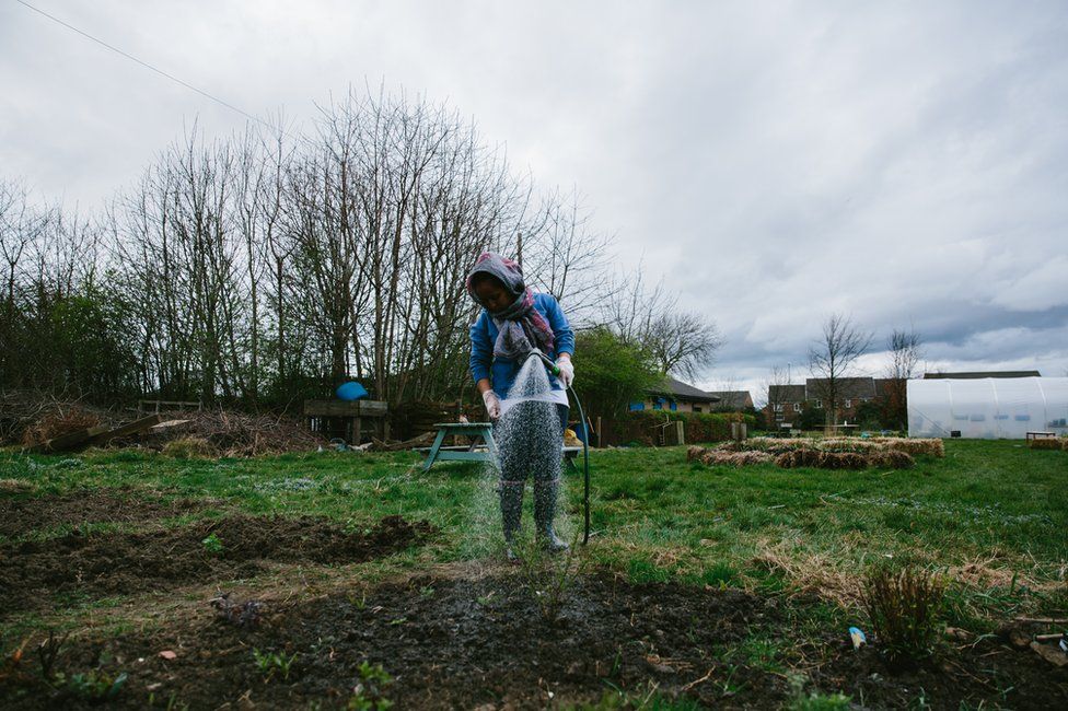 A participant waters plants with a hose on the allotment
