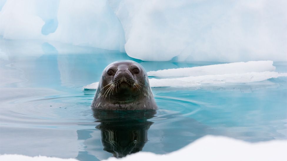 Weddell seal looking up out of the water, Antarctica