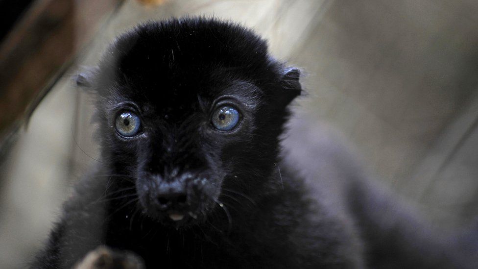 A blue-eyed black lemur in close-up shot