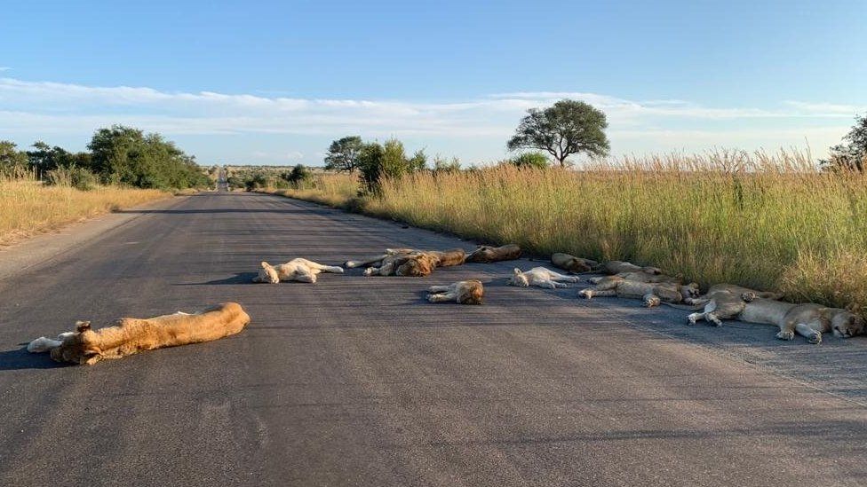 Lions in Kruger National Park