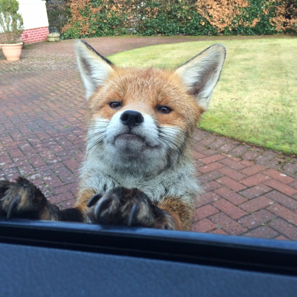Fox at car window