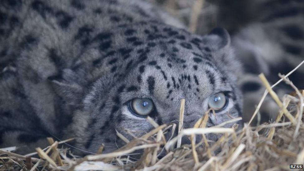 Snow leopards arrive at RZSS's Highland Wildlife Park - BBC News