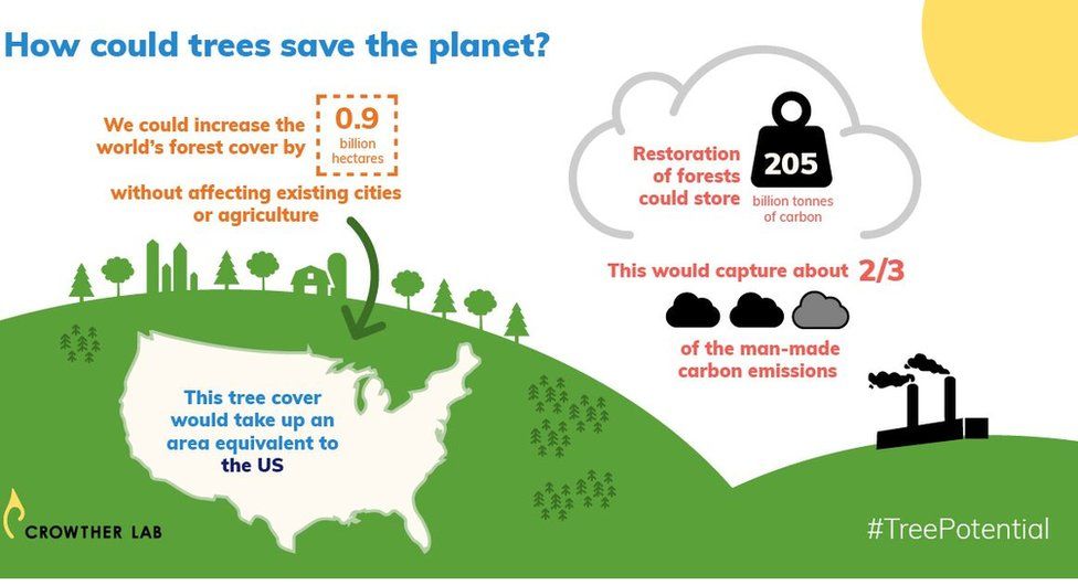 Climate change Trees 'most effective solution' for warming BBC News