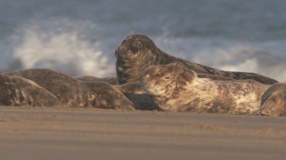 Seals on Goodwin Sands