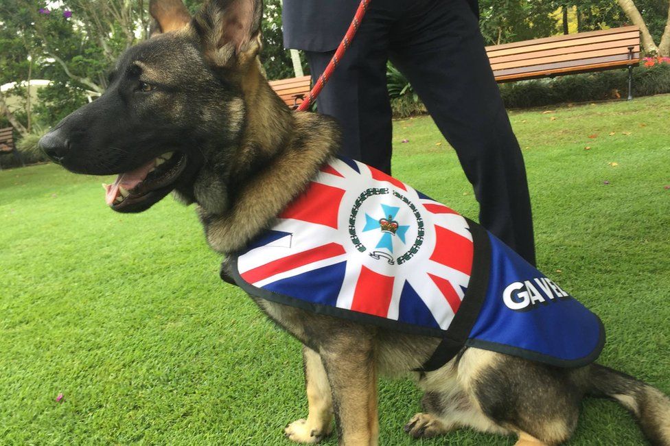 Photo of a grown Gavel the German Shepherd, sitting at attention on a leash in his new uniform