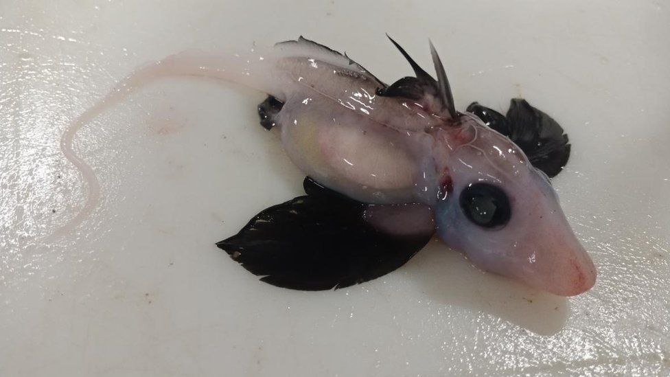  Scientists discover rare baby ghost shark: New Zealand _123274723_neonatebritfin