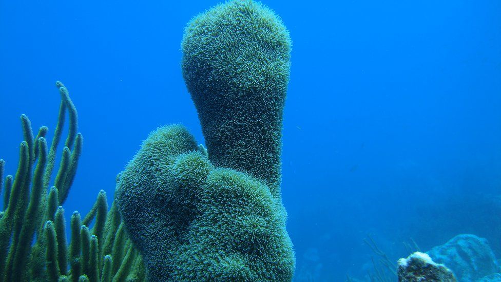 Столбчатый коралл