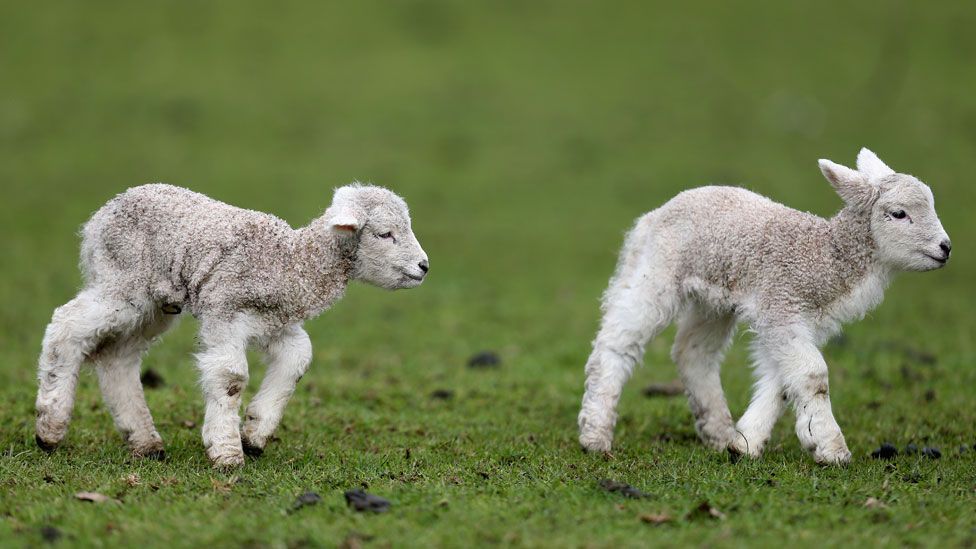 New Zealand lamb