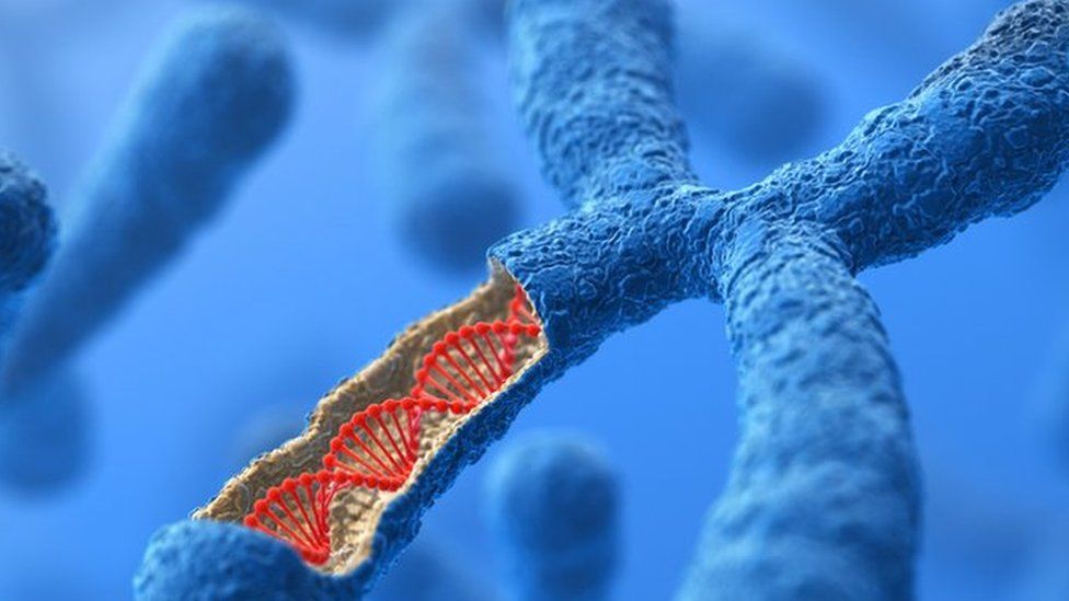 Хромосома из ДНК