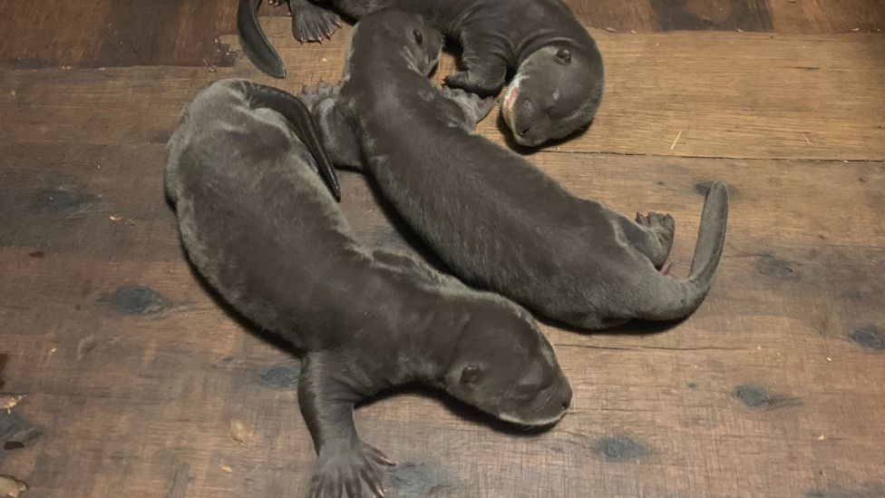 Three otter pups lying on a wooden surface