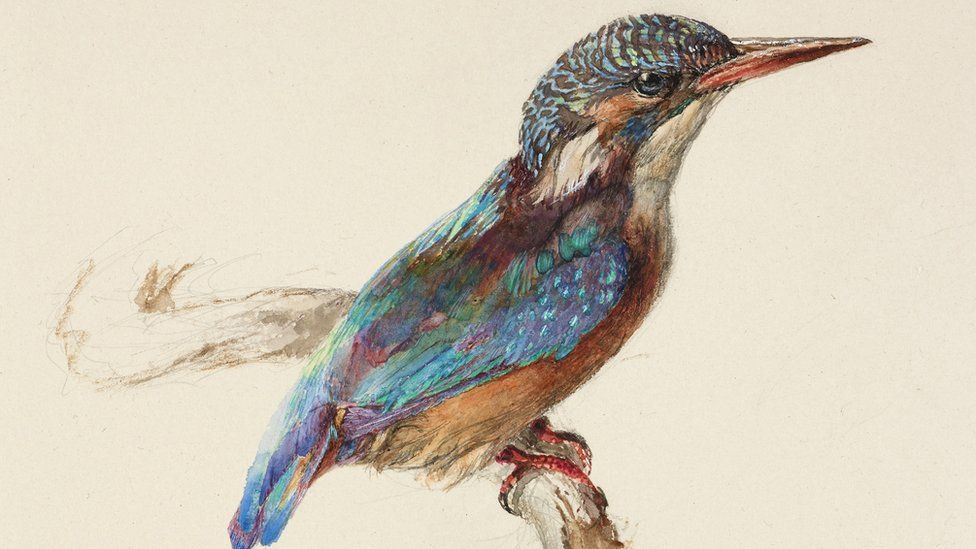 John Ruskin (1819-1900), Study of a Kingfisher, with dominant Reference to Colour