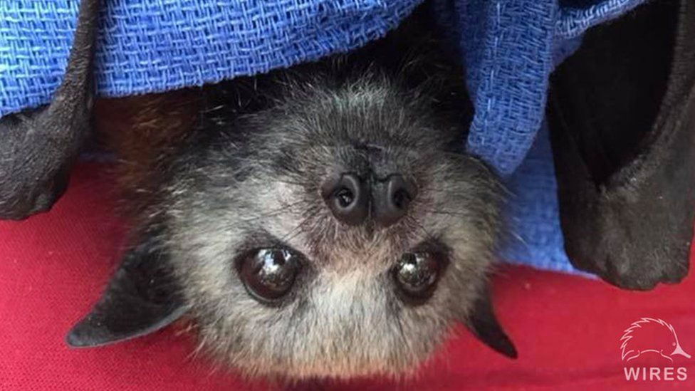 A flying fox pup is nursed by rescuers in Sydney
