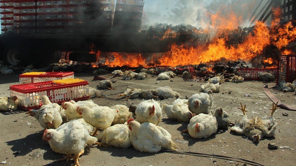 A burning truck, which was carrying chickens, is seen after clashes between riot police officers and protesters from the National Coordination of Education Workers (CNTE)