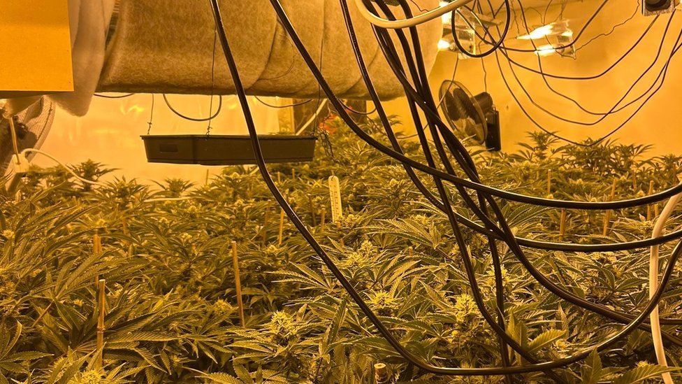 Cannabis plants growing in a room with lights and fans