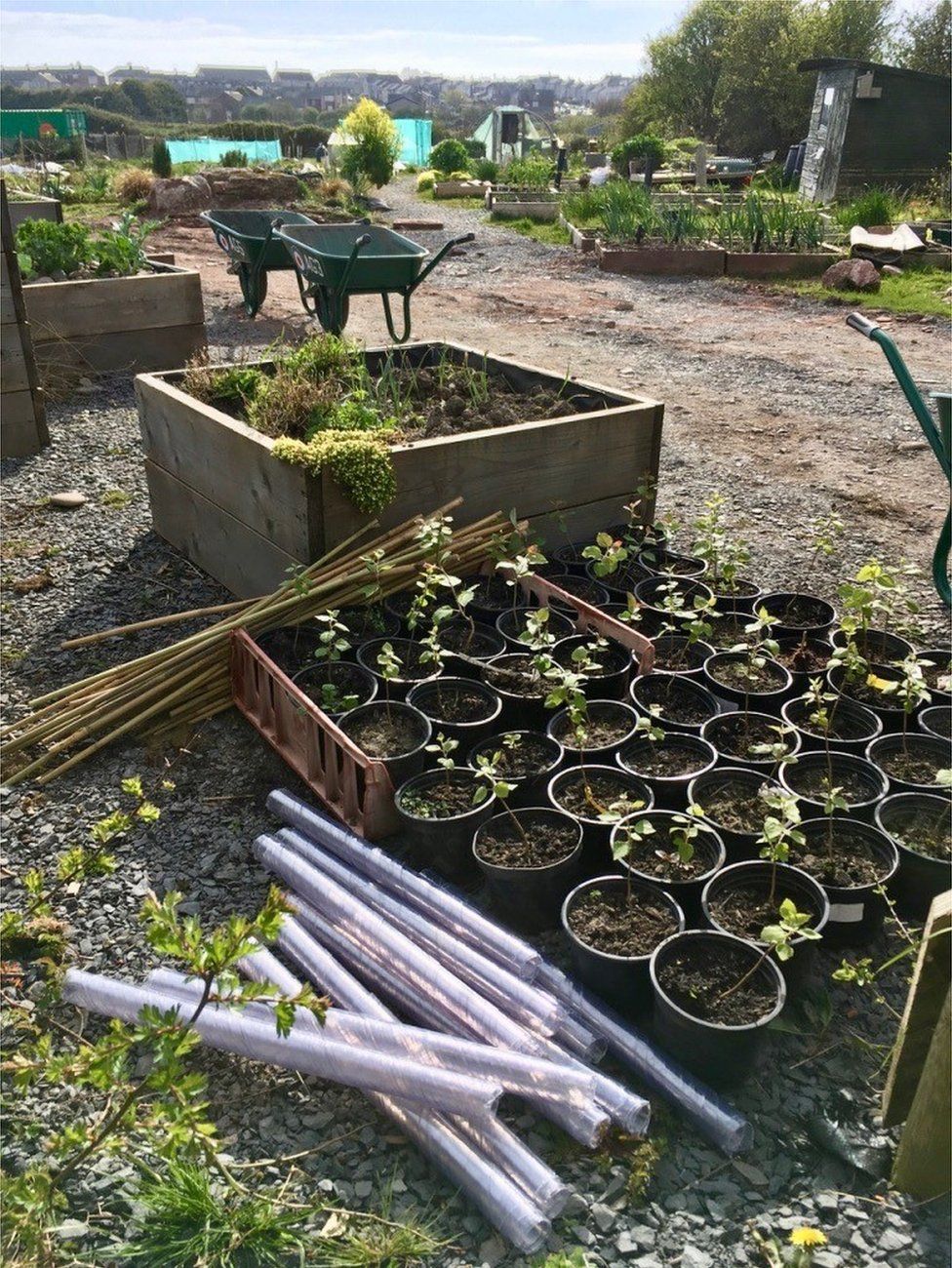 Furness growing nursery where aspens for Haverigg have been cultivated