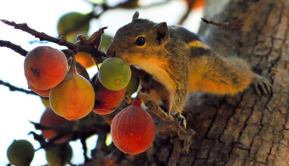 A squirrel reaches out for fruit from a tree