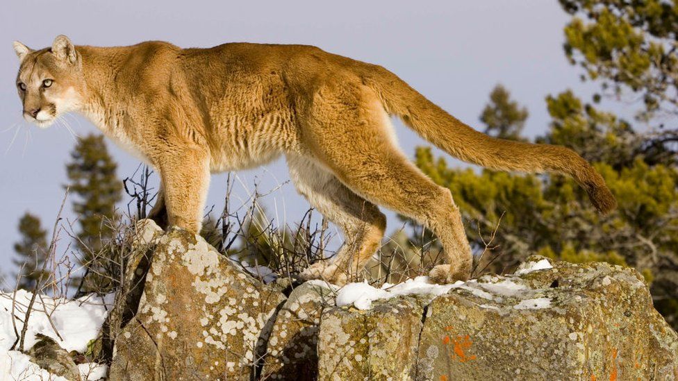 Colorado runner kills cougar in self-defence after attack - BBC News