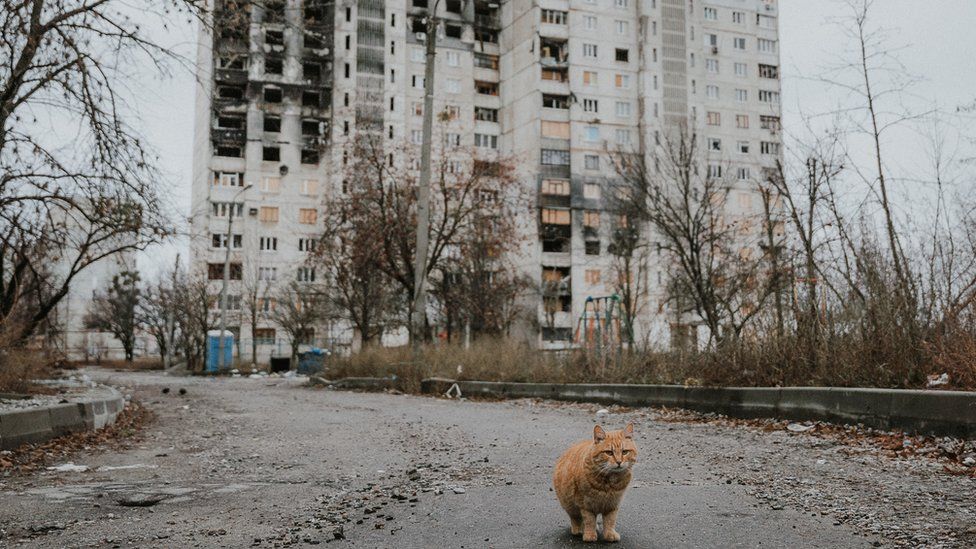 Cat standing near damaged building in Ukraine