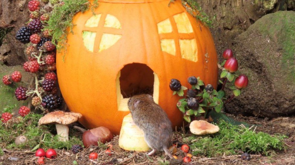 Norfolk voles get Halloween pumpkin house BBC News