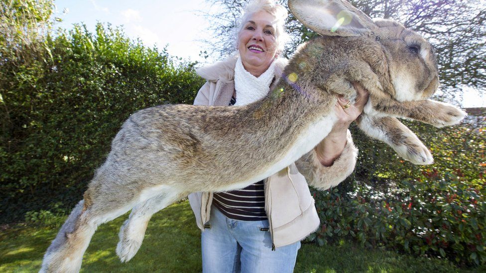 Annette Edwards holds up Darius the giant rabbit