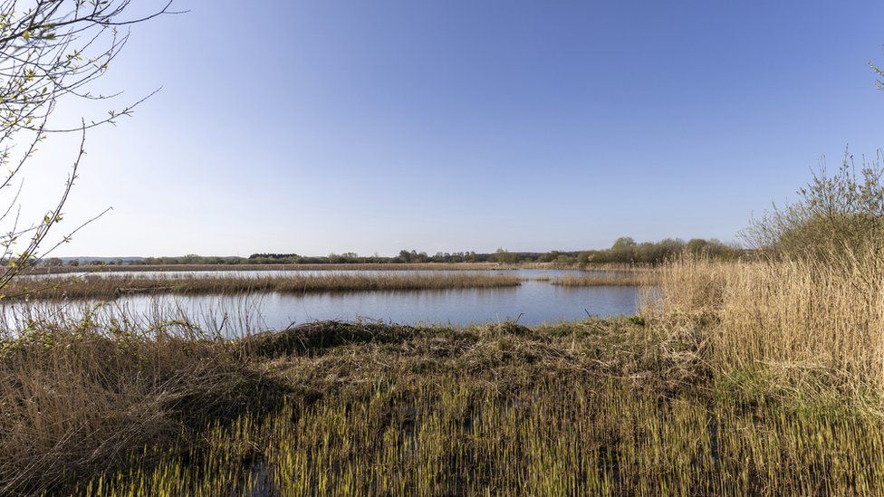 RSPB Ham Wall Nature Reserve, Somerset, May 2020