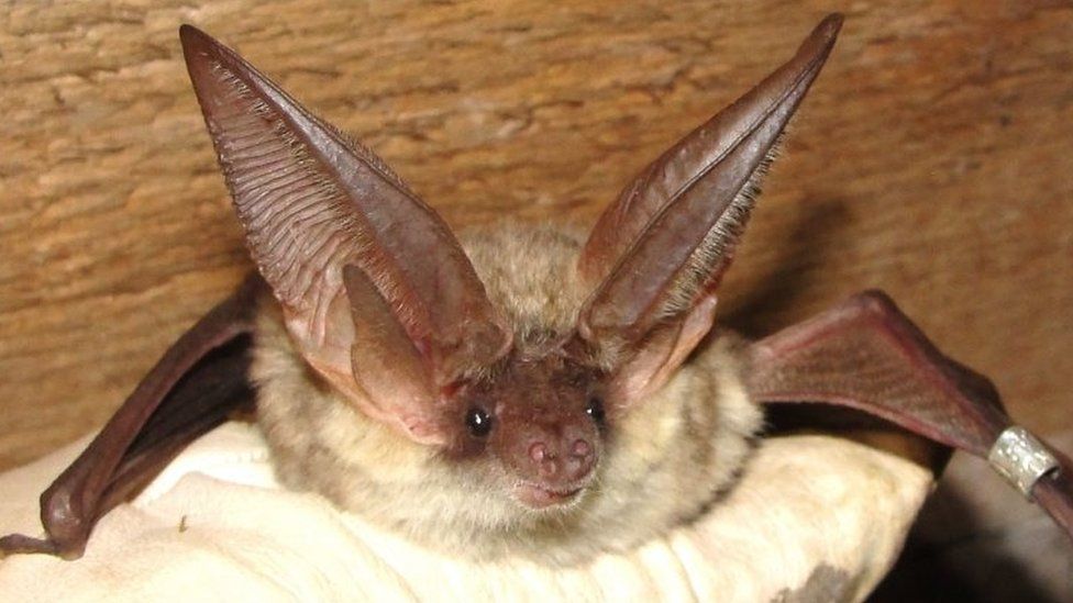 A grey long-eared bat