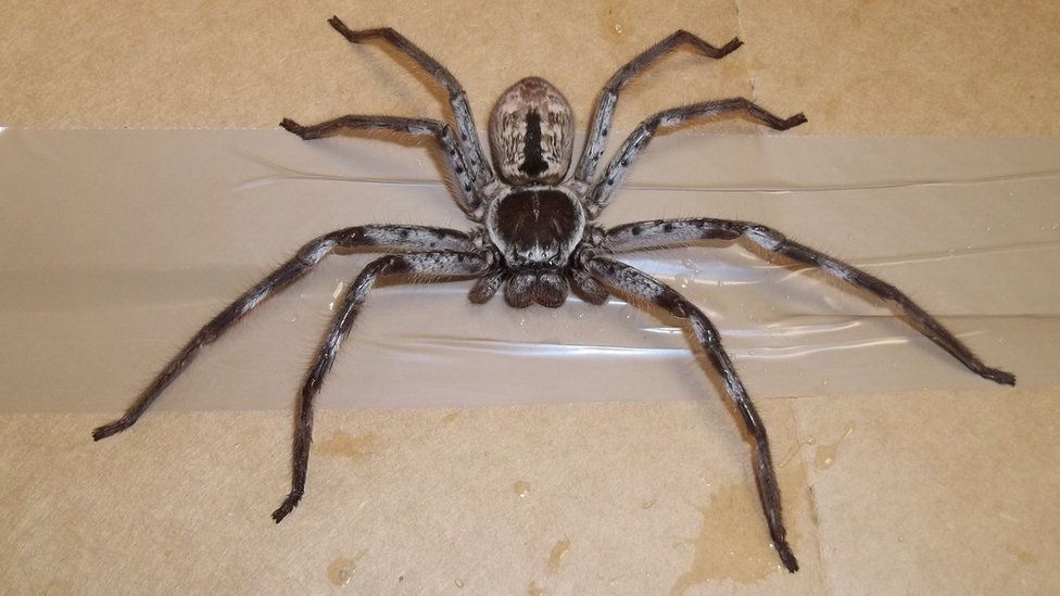 giant australian huntsman spider