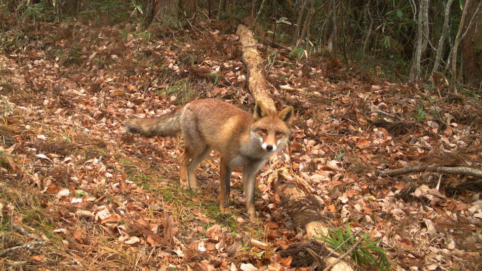 Raposa em Fukushima