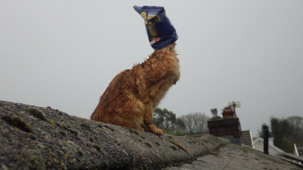 Cat with crisp bag on head