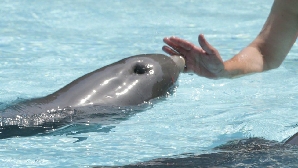 Dolphins in captivity were said to enjoy contact with their trainers