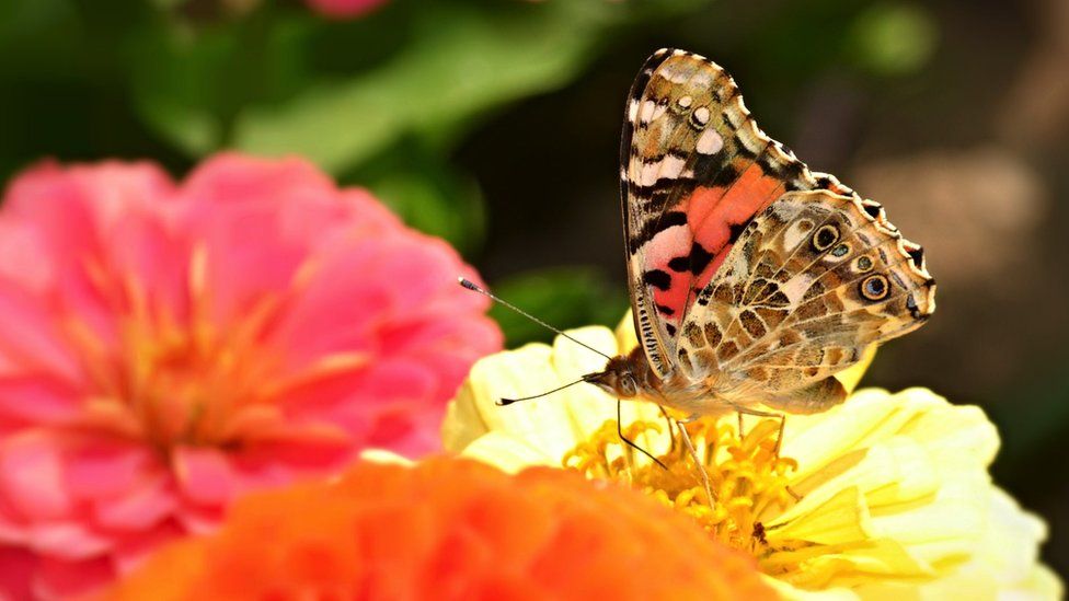 Image of a painted lady butterfly on a yellow flower