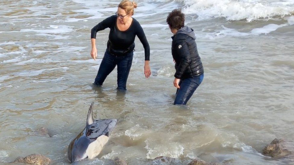 Dolphin rescue