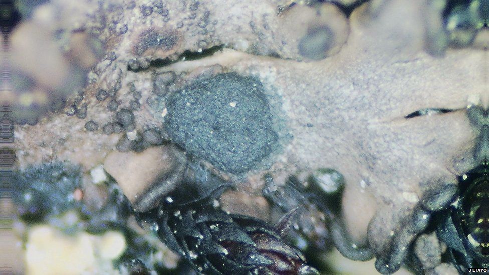Lichen growing on bare rocks in Antarctica