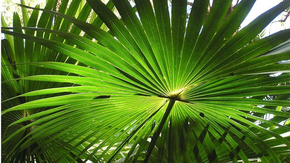 Large palm leaf